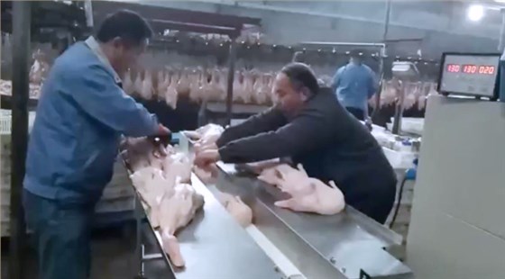 巴基斯坦肉鸭包装机应用案例