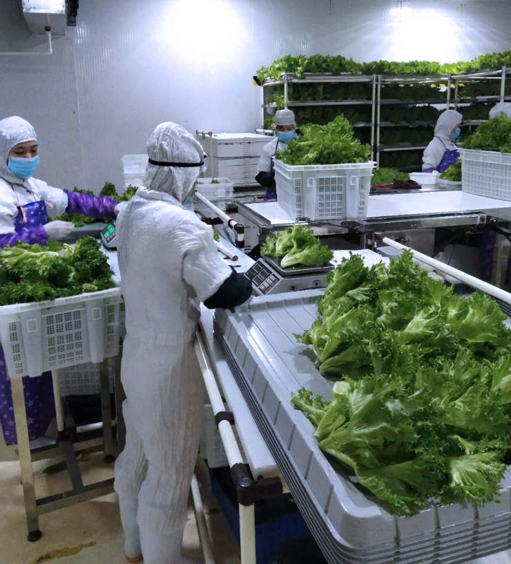 福建中科三安蔬菜包装机应用案例